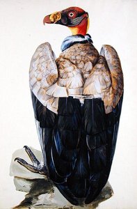 Ein Geier von Charles Collins