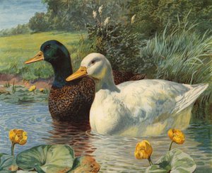 Enten (Chromolithografie) von Charles Collins