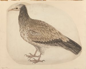Ägyptischer Geier