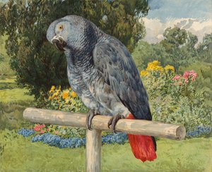 Graupapagei von Charles Collins