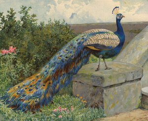 Pfau von Charles Collins