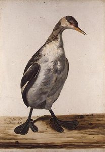 Der Große Eistaucher von Charles Collins