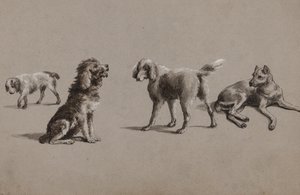 Studien von Hunden