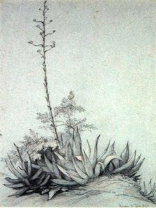 Blühende Yucca