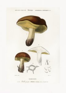 Pilz (Boletus circinans)
