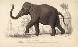 Indischer Elefant, aus 
