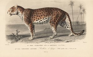 Leopard, aus 