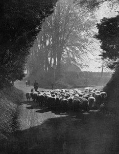 Schafe auf dem Weg zur Wilton Sheep Fair, Wilton, Wiltshire, 1924-1926 von Charles E. Brown