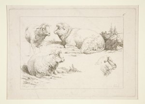 Studie von Schafen