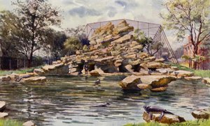 Londoner Zoo: Seelöwenbecken