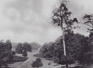 Knole Park (s/w Foto) von Charles Essenhigh Corke