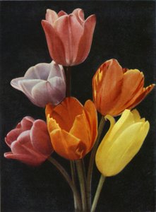 Mai blühende Tulpen von Charles Essenhigh Corke