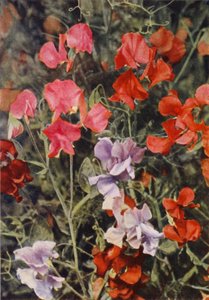 Einige moderne Duftwicken von Charles Essenhigh Corke