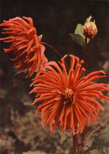 Die Kaktus-Dahlie "Brisbane" von Charles Essenhigh Corke