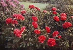 Die alte doppelte rote Pfingstrose von Charles Essenhigh Corke