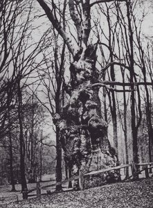 Die alte Eiche, Knole Park (s/w Foto) von Charles Essenhigh Corke