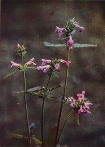 Wildblumen: Betonie von Charles Essenhigh Corke