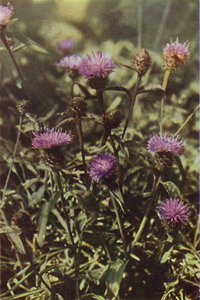 Wildblumen: Schwarze Flockenblume von Charles Essenhigh Corke