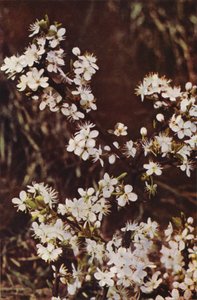 Wildblumen: Schlehdorn von Charles Essenhigh Corke
