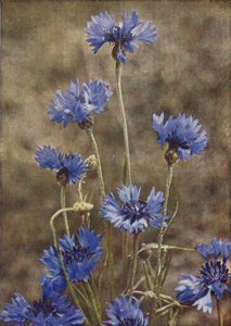 Wildblumen: Kornblume von Charles Essenhigh Corke