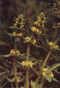 Wildblumen: Kreuzkraut von Charles Essenhigh Corke
