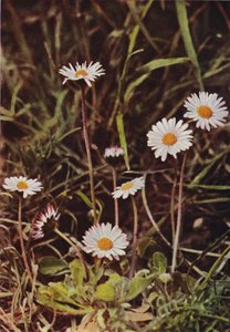Wildblumen: Gänseblümchen von Charles Essenhigh Corke
