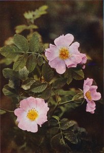 Wildblumen: Hundsrose