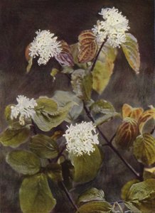 Wildblumen: Hartriegel von Charles Essenhigh Corke
