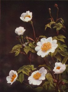 Wildblumen: Feldrose