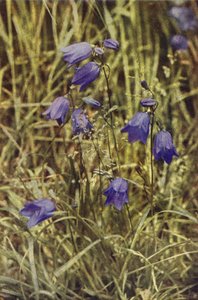 Wildblumen: Glockenblume von Charles Essenhigh Corke