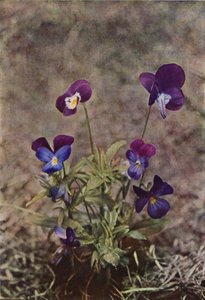 Wildblumen: Stiefmütterchen von Charles Essenhigh Corke