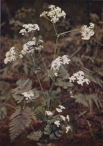 Wildblumen: Klettenkerbel von Charles Essenhigh Corke