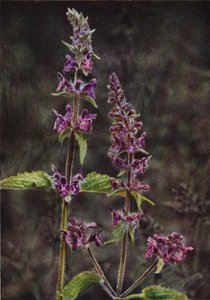 Wildblumen: Ziest
