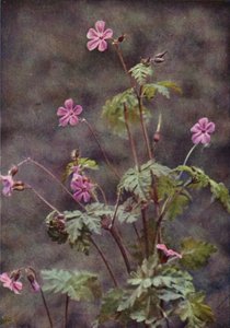 Wildblumen: Ruprechtskraut von Charles Essenhigh Corke