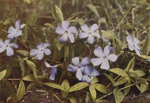 Wildblumen: Kleines Immergrün (Farbfoto) von Charles Essenhigh Corke