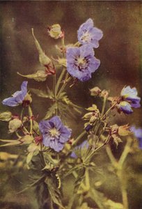 Wildblumen: Wiesen-Storchschnabel von Charles Essenhigh Corke