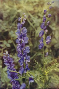 Wildblumen: Eisenhut von Charles Essenhigh Corke
