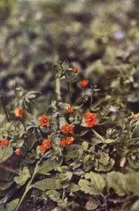 Wildblumen: Roter Gauchheil