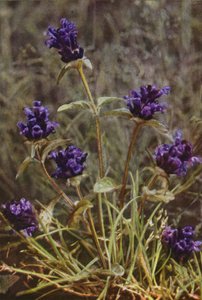Wildblumen: Braunelle von Charles Essenhigh Corke