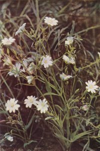 Wildblumen: Sternmiere von Charles Essenhigh Corke