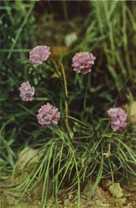 Wildblumen: Grasnelke von Charles Essenhigh Corke