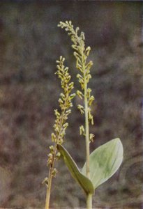 Wildblumen: Zweiblatt von Charles Essenhigh Corke