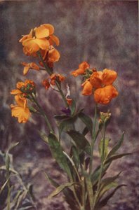 Wildblumen: Goldlack von Charles Essenhigh Corke