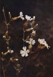 Wildblumen: Weiße Lichtnelke von Charles Essenhigh Corke