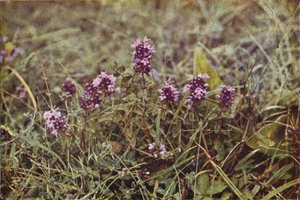 Wildblumen: Wilder Thymian