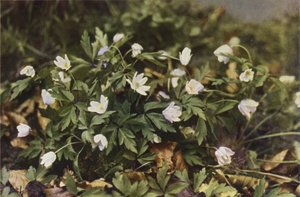 Wildblumen: Buschwindröschen von Charles Essenhigh Corke