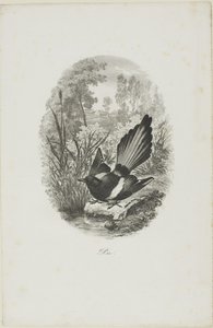 Die Elster von Charles Francois Daubigny