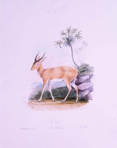 Kob von James Edwin Edward Dawe, aus 