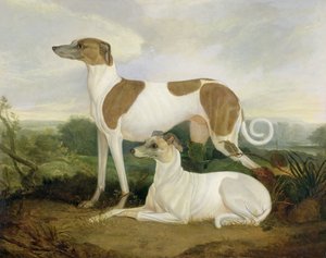 Zwei Windhunde in einer Landschaft
