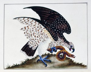 Raubvogel mit Schlange, 1808-21